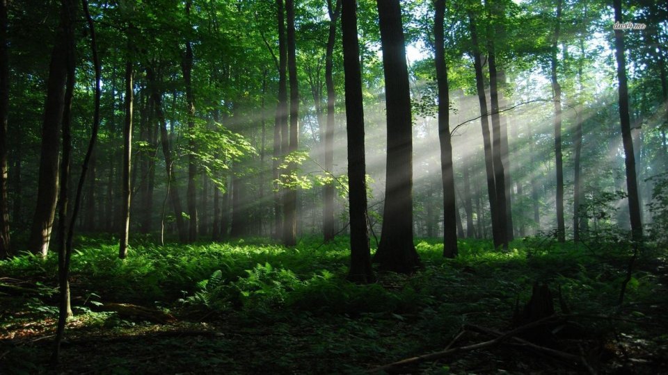 AUDIO - Săptămâna pădurii la Râşnov