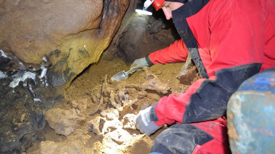Prima scanare din lume a bioglifelor de urs de peșteră, se face în Peștera Urșilor 