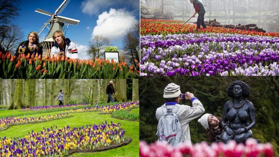 DOCUMENTAR: Parcul Keukenhof – cel mai impresionant paradis floral din lume
