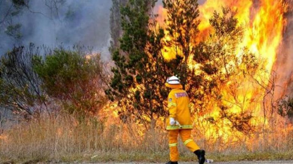 Timpul prezent - De ce ard pădurile Australiei?