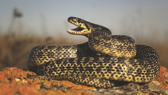 Dimensiunea științifică a artei - Fotograful naturalist - Marius Iancu - ep. 3 - Boa de nisip, consierat cel mai rar șarpe din România