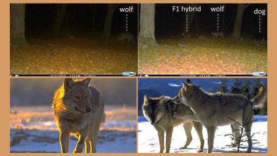 Știința 360 - 17 noiembrie 2023 - Ruben Iosif: Este important să monitorizăm lupii pe termen lung, astfel încât managementul faunei sălbatice (...) să fie bazat pe date științifice