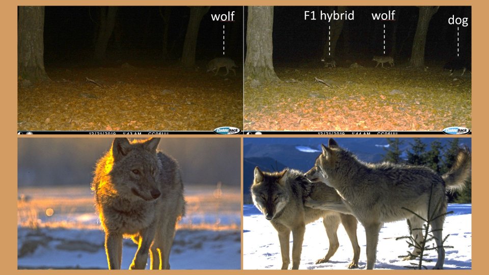 Știința 360 - 17 noiembrie 2023 - Ruben Iosif: Este important să monitorizăm lupii pe termen lung, astfel încât managementul faunei sălbatice (...) să fie bazat pe date științifice