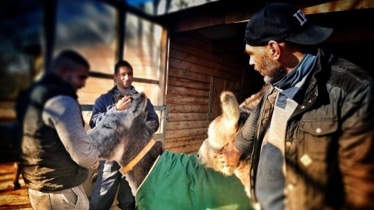 SAVE THE DOGS ajută deținuții din România să se reintegreze în societate cu ajutorul animalelor | PODCAST
