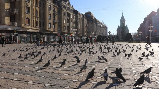 Arte frumoase la Timișoara