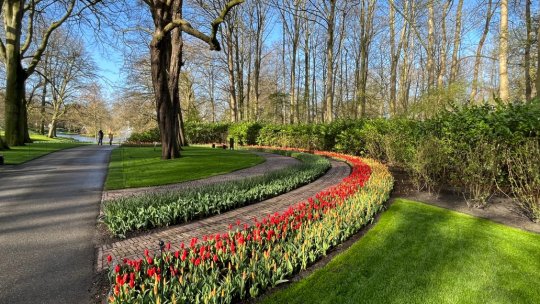 Ilustrata din Amsterdam - Keukenhof 2023