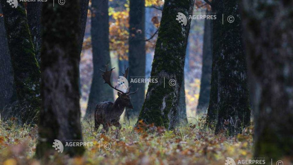Știința 360 - 3 martie 2023 - Ziua Mondială a Vieții Sălbatice