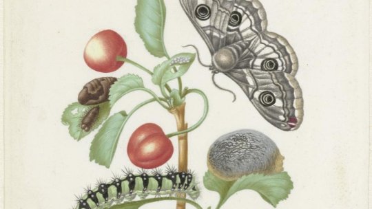 Ilustrată din Amsterdam - Maria Sybilla Merian