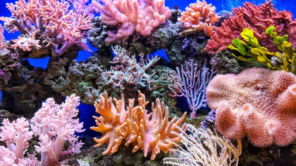 Un nou recif de corali a fost descoperit in largul insulelor Galapagos din Ecuador 