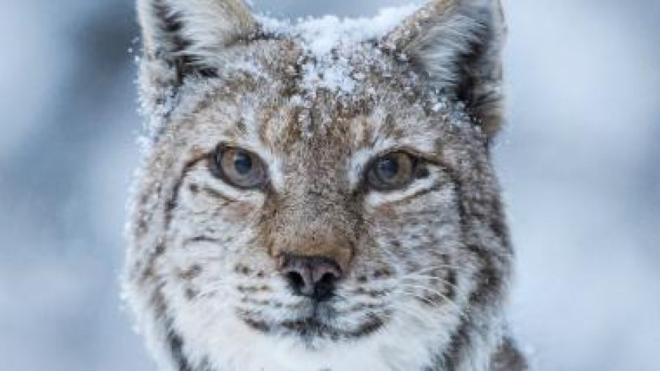 10 documentare apreciate în festivaluri internaționale vor fi proiectate la prima ediție LYNX Festival între 1 – 5 iunie