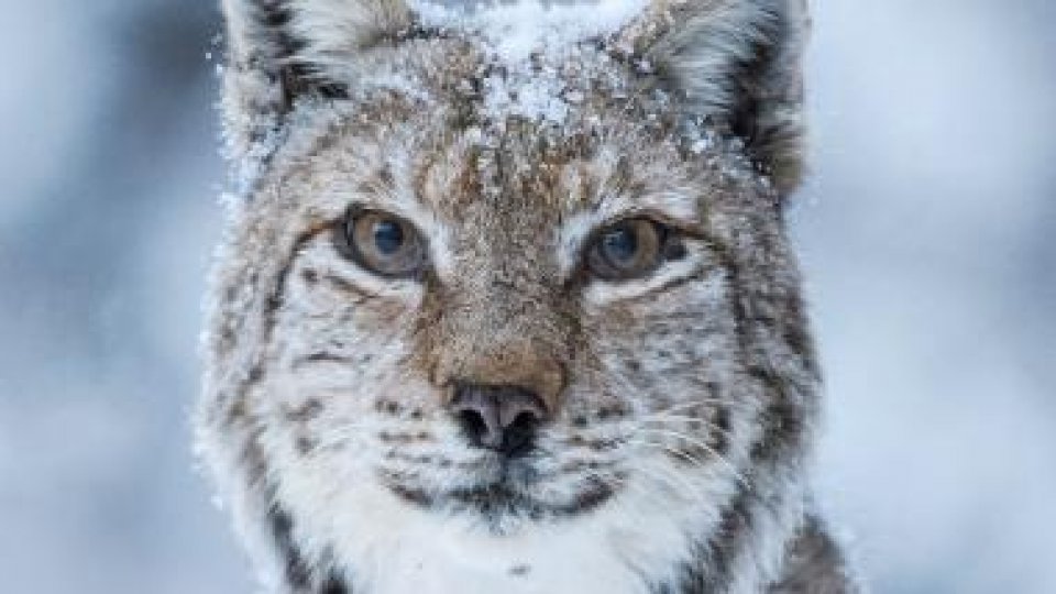 Începe LYNX, primul festival românesc dedicat filmului documentar și fotografiei de natură
