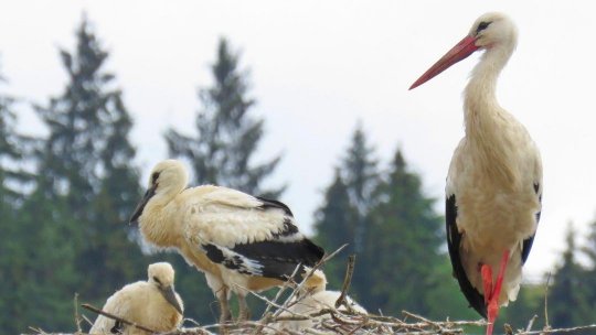 Aplicația Uite barza! – șapte ani de când numărăm berzele albe