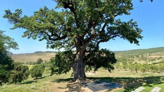 Rezidențe artistice în cadrul proiectului de intervenție culturală Castel viu: artă și comunitate la Posmuș