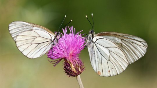 Fluturii europeni în perspectiva geneticii moleculare | PODCAST