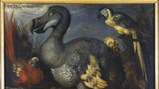 Ilustrată din Amsterdam - Dodo, cea mai cunoscută pasăre dispărută