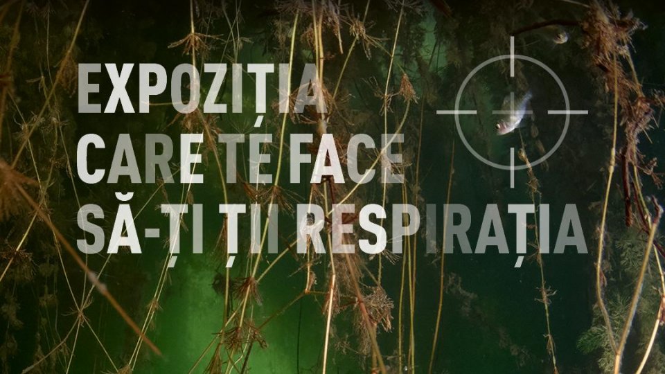 Secretele Apelor, ”expoziția care te face să îți ții respirația”