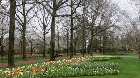 Parcul Keukenhof împlinește 75 de ani