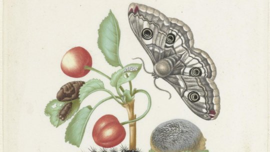 Ilustrată din Amsterdam: Micile viețuitoare în artă