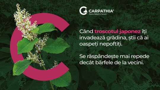 Plantele străine invazive devin o problemă tot mai mare pentru mediu și pentru oameni, atrage atenția Fundația Conservation Carpathia