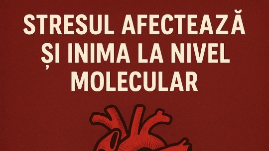 #raportuldegarda: Stresul afectează inima la nivel molecular și crește riscul de boli cardiovasculare