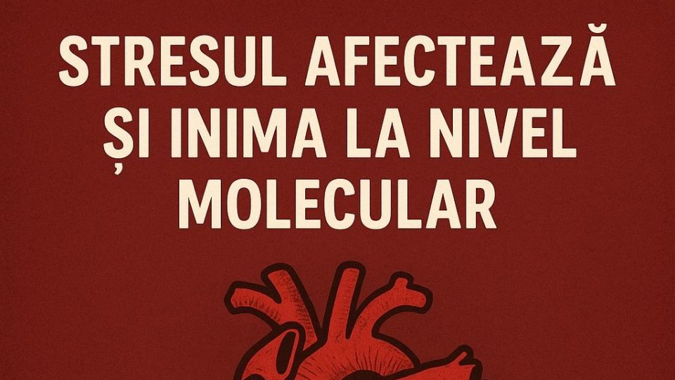 #raportuldegarda: Stresul afectează inima la nivel molecular și crește riscul de boli cardiovasculare