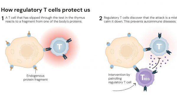 Marius Geantă: „Două cuvinte-cheie definesc premiul Nobel pentru medicină din acest an: unul este 𝑡𝑜𝑙𝑒𝑟𝑎𝑛𝑡̦𝑎 - toleranța imună periferică -, celălalt este 𝑒𝑐ℎ𝑖𝑙𝑖𝑏𝑟𝑢𝑙”