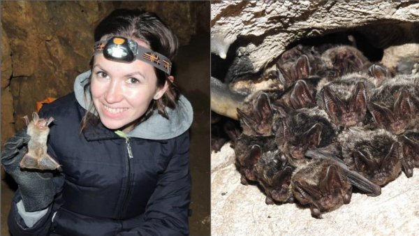 Născut în România - Liliecii, între mit și adevăr. Invitată: Georgiana Mărginean Crețu