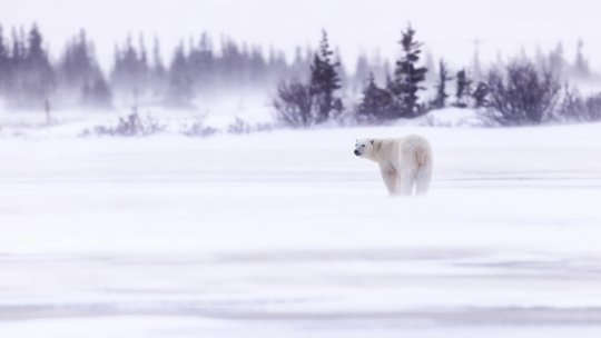 Rareș Beșliu: „La NORD de cuvinte este proiectul prin care caut să dau voce animalelor și să sensibilizez oamenii la efectele schimbărilor climatice”