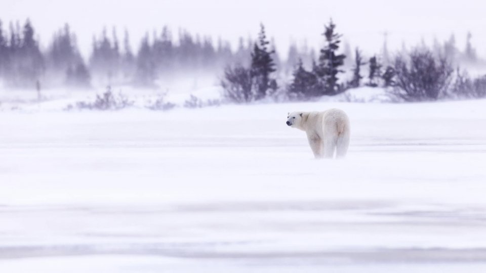 Rareș Beșliu: „La NORD de cuvinte este proiectul prin care caut să dau voce animalelor și să sensibilizez oamenii la efectele schimbărilor climatice”