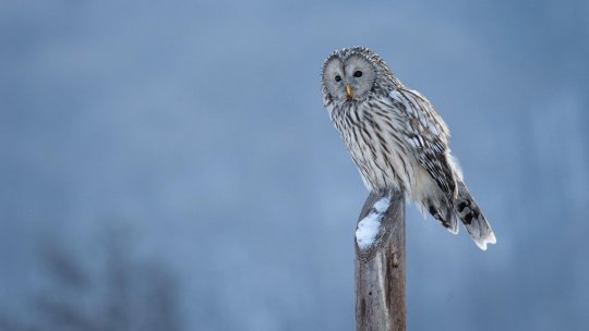 Ziua Culturii Naționale, marcată pe 15 ianuarie, de ziua lui Mihai Eminescu - Codrii de Aramă și Pădurea de Argint din poezia eminesciană există cu adevărat și pot fi vizitate