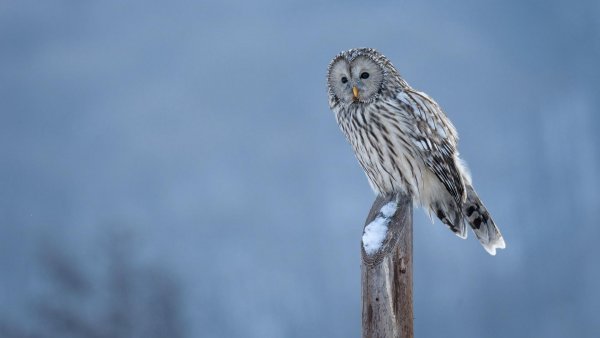 Ziua Culturii Naționale, marcată pe 15 ianuarie, de ziua lui Mihai Eminescu - Codrii de Aramă și Pădurea de Argint din poezia eminesciană există cu adevărat și pot fi vizitate