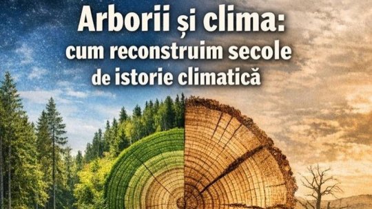 Pădurile ca arhivă a timpului: 800 de ani de climă înscriși în memoria arborilor