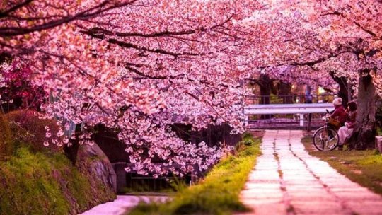 Diplomație publică și culturală, interferența artelor, la feminin