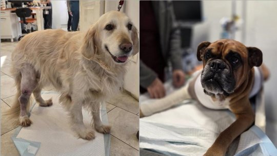 Otilia Cristea: Când vine vorba de cancer, genetica încarcă pistolul, iar mediul apasă pe trăgaci