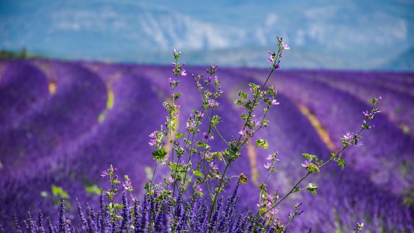 Provence, tărâmul lavandei