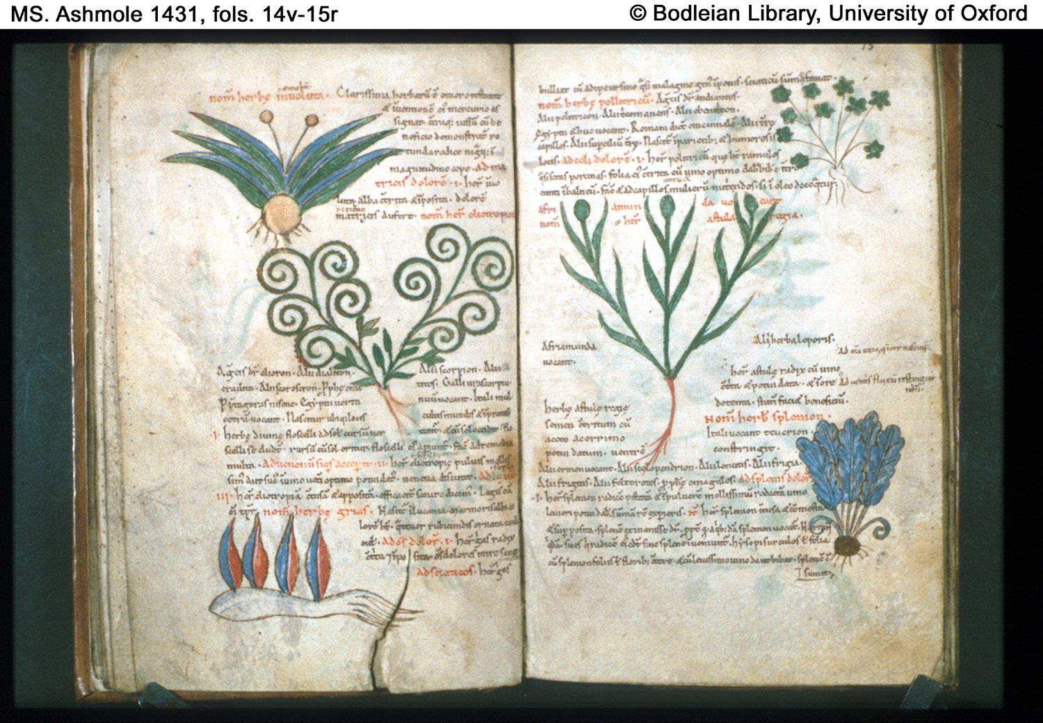 Paigini din Manuscrisul Ashmole