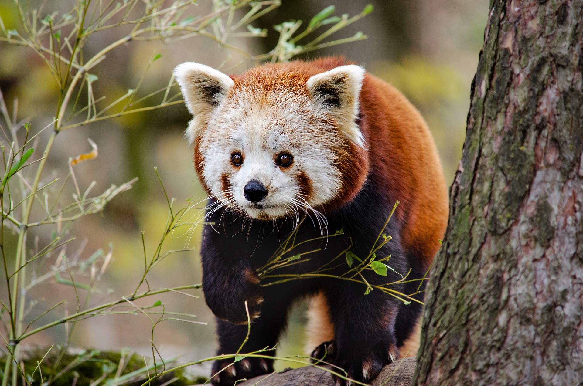 Micul panda rosu