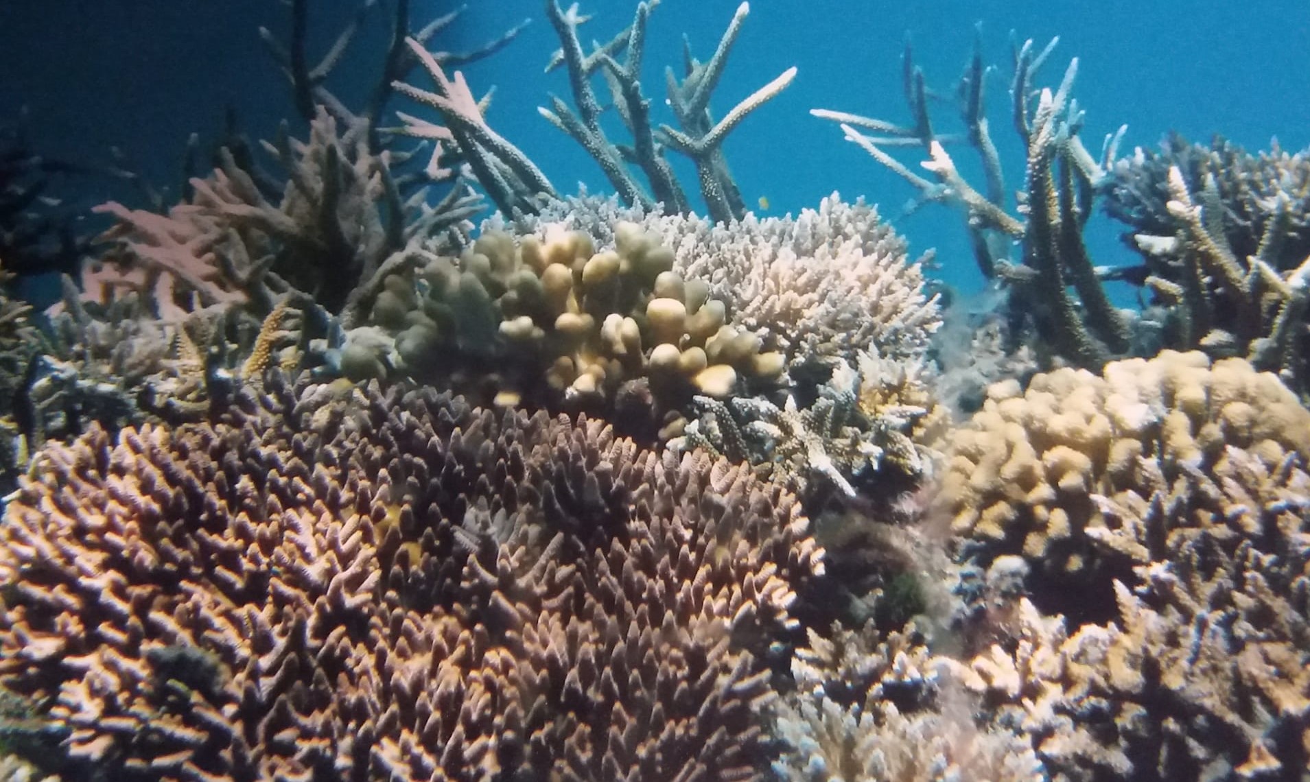Marea Bariera de corali in apa 2008