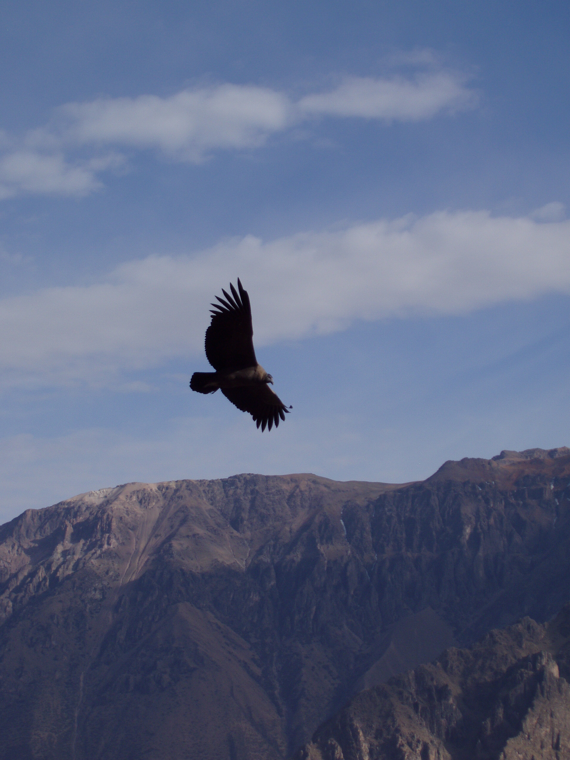 El condor pasa