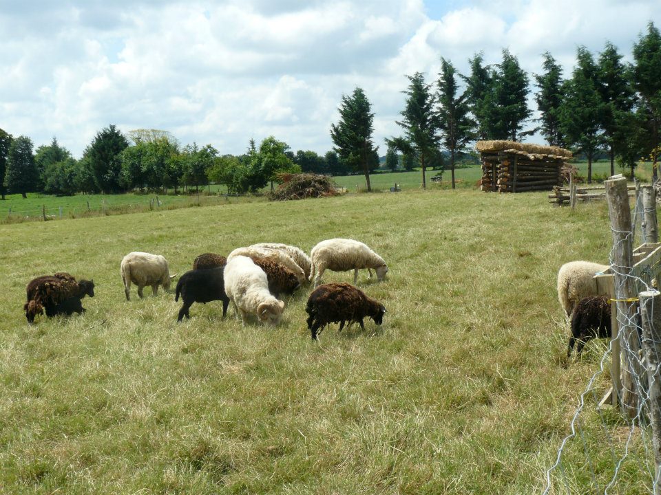oile la ferma in Bretania