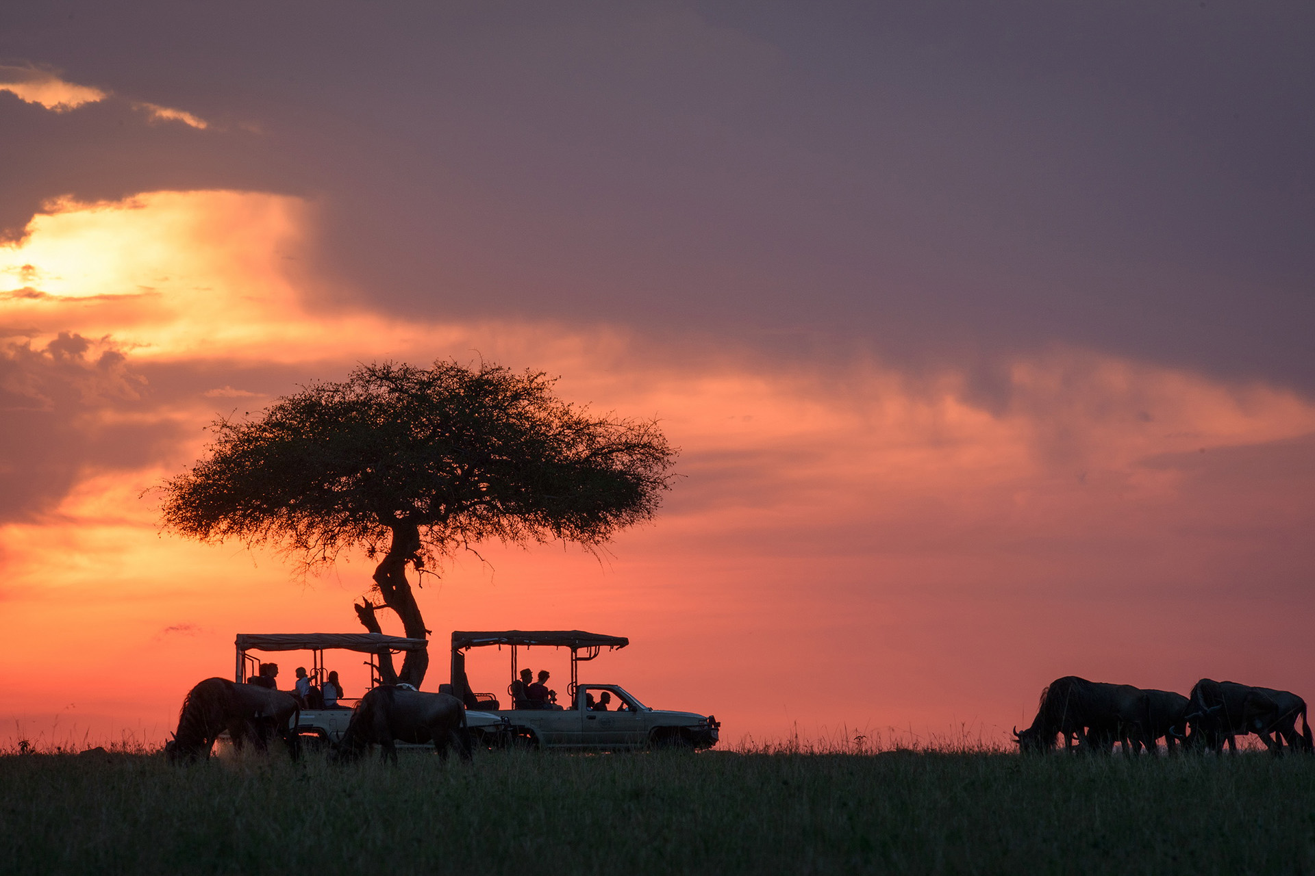 Safari în Kenya