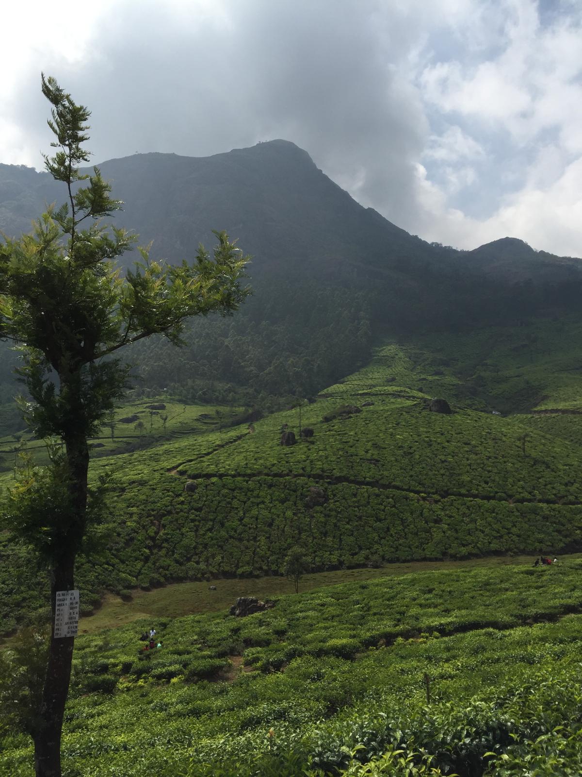 Plantație de ceai din India Foto: Adriana Sohodoleanu